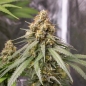 Preview: Shining Silver Haze Photo Seeds (Photoperiodic Sativa)